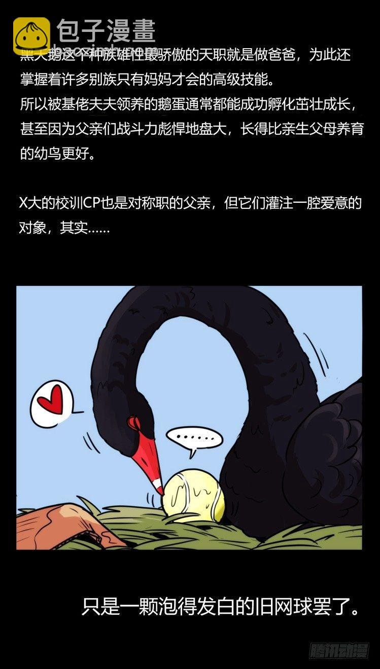 家有鹅霸：校方认证彩虹风景线