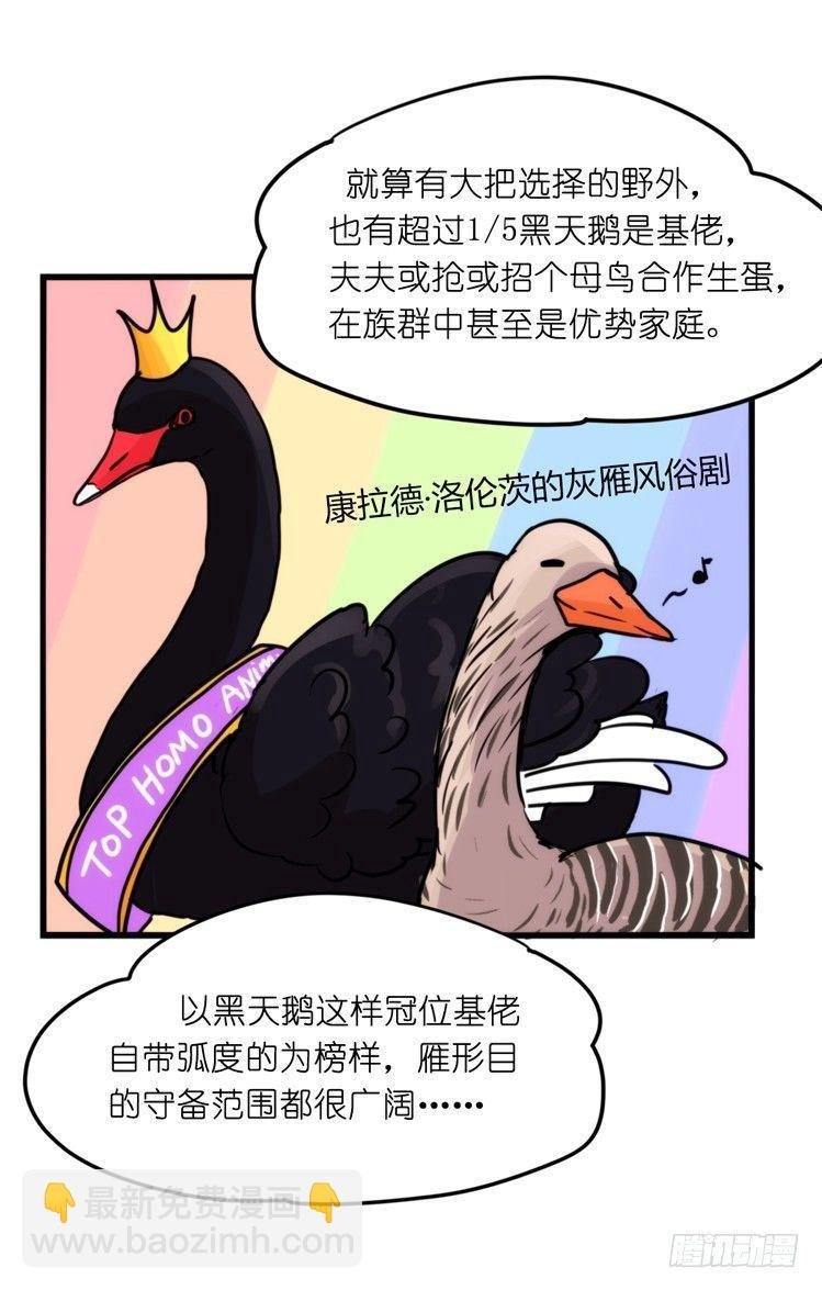 家有鹅霸：黑恶势力来袭？！