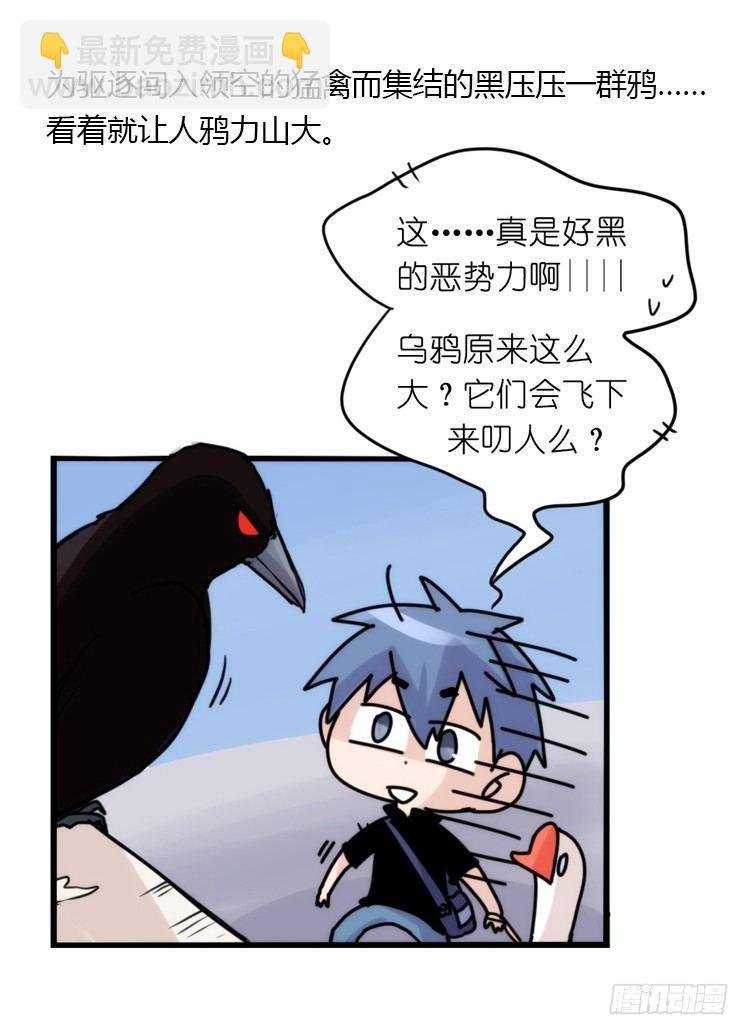 家有鹅霸：霸系鸟类巅峰对决