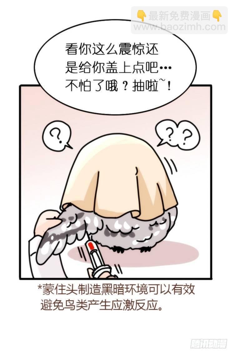 飞吧小少爷：长大成鸟之后…