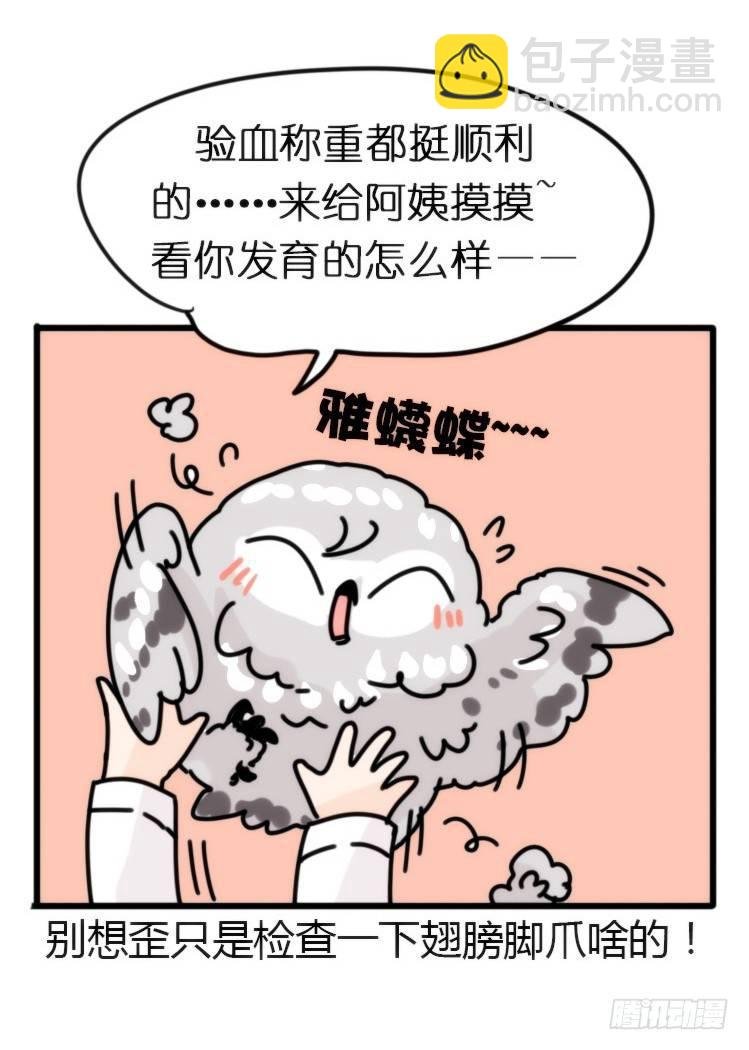 飞吧小少爷：长大成鸟之后…