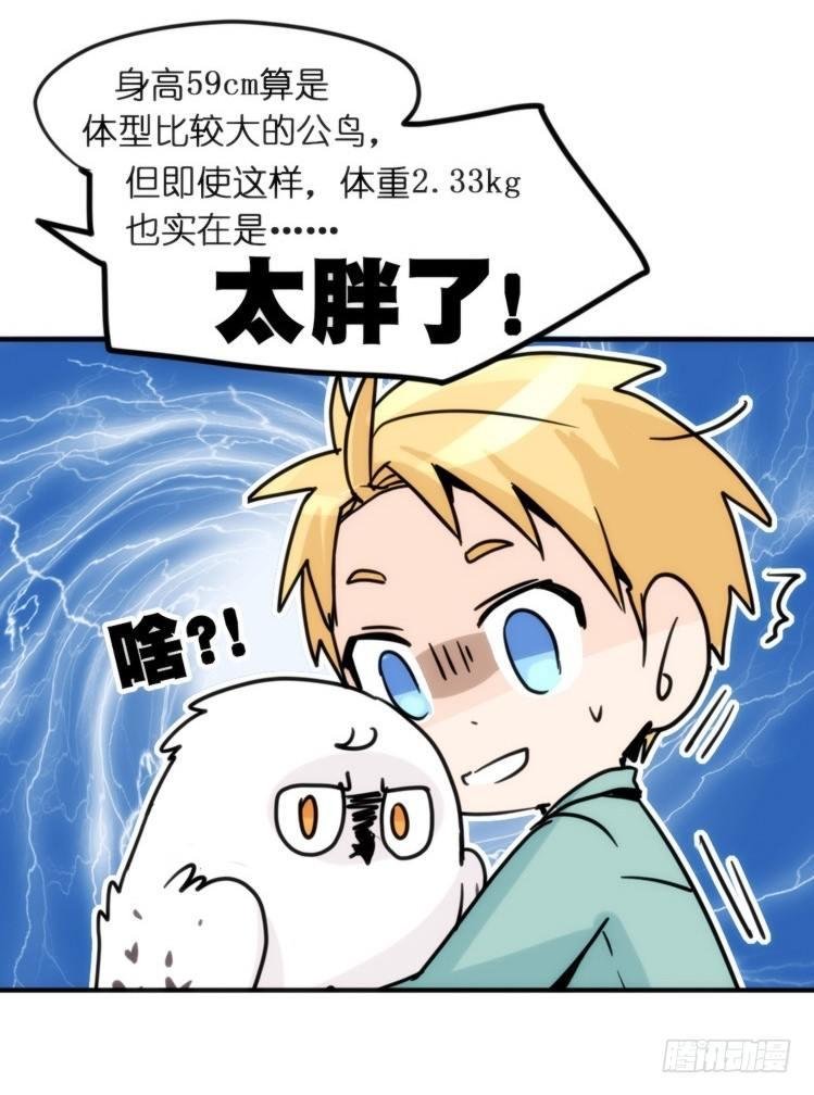 飞吧小少爷：长大成鸟之后…