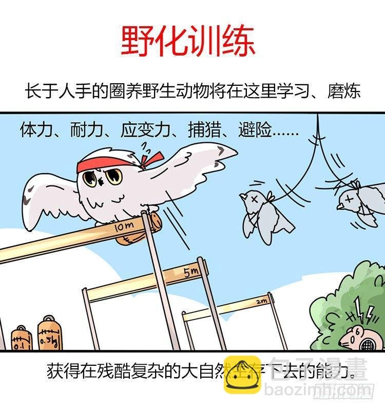飞吧小少爷：长大成鸟之后…