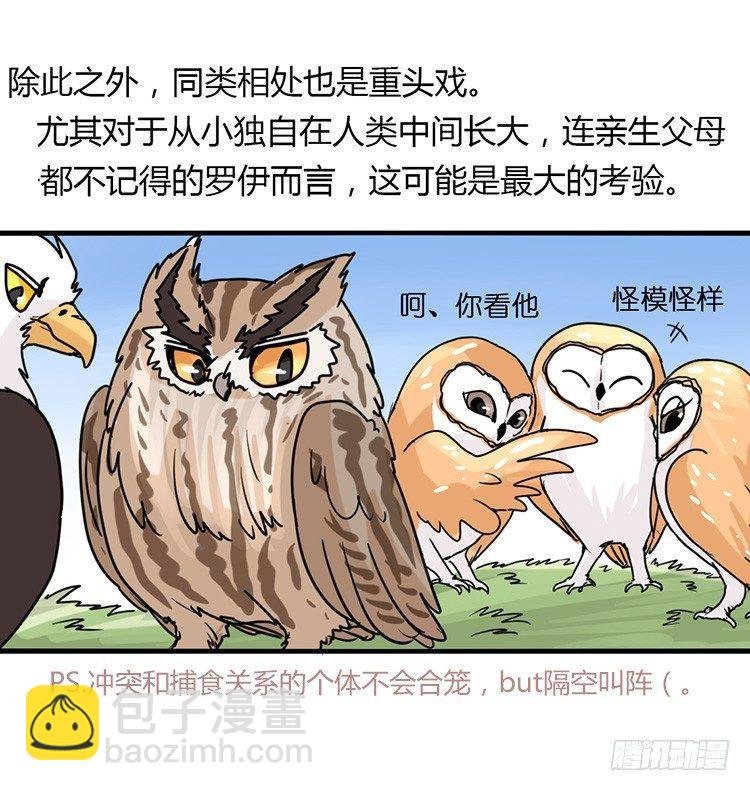 飞吧小少爷：长大成鸟之后…