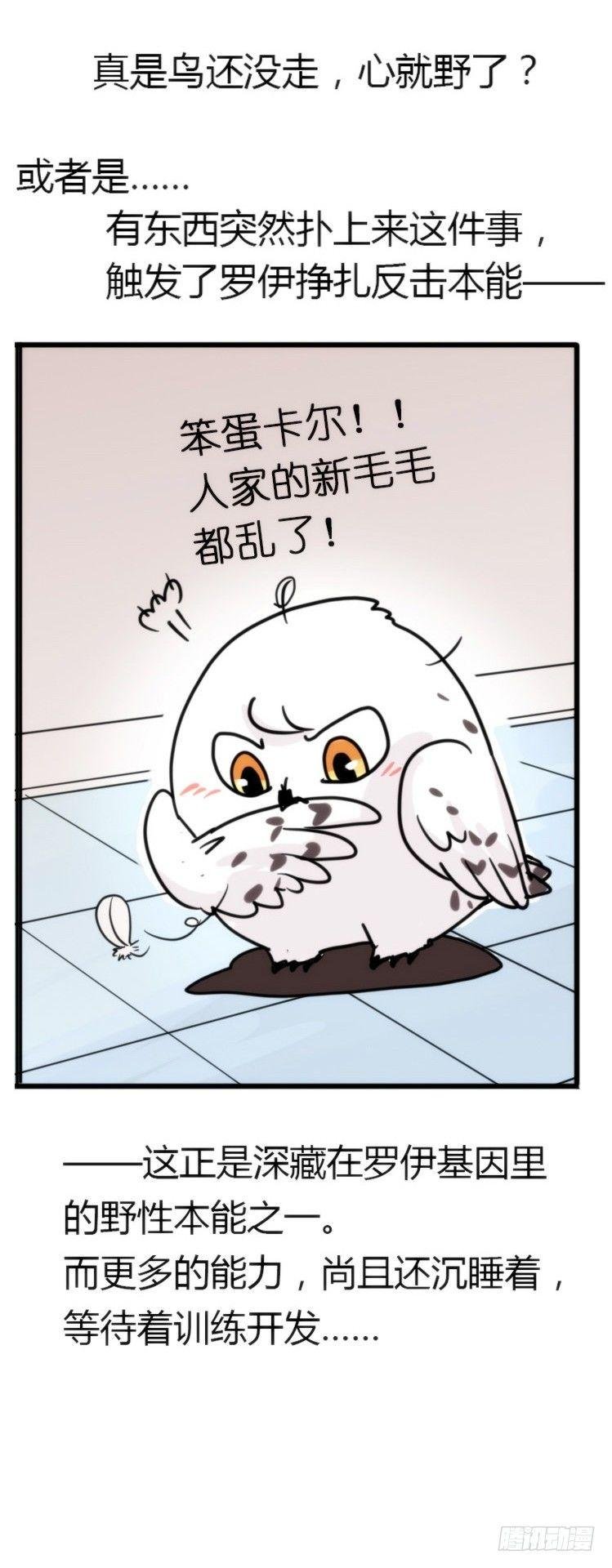 飞吧小少爷：长大成鸟之后…