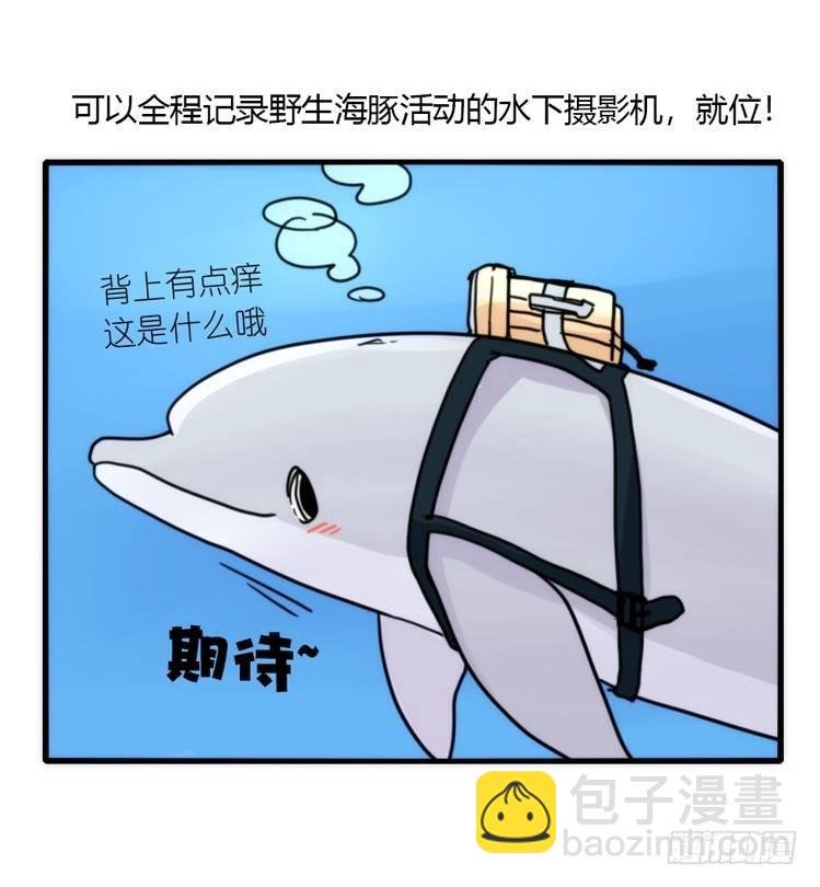 海洋精灵：目标是王牌____?!