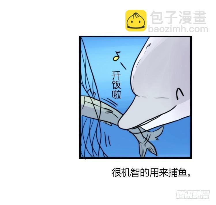 海中精灵：海豚直播间