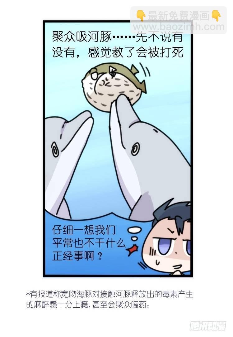 海洋精灵：豚会玩