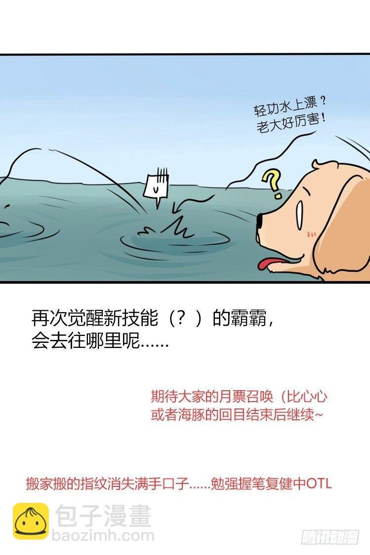 海洋精灵：豚会玩