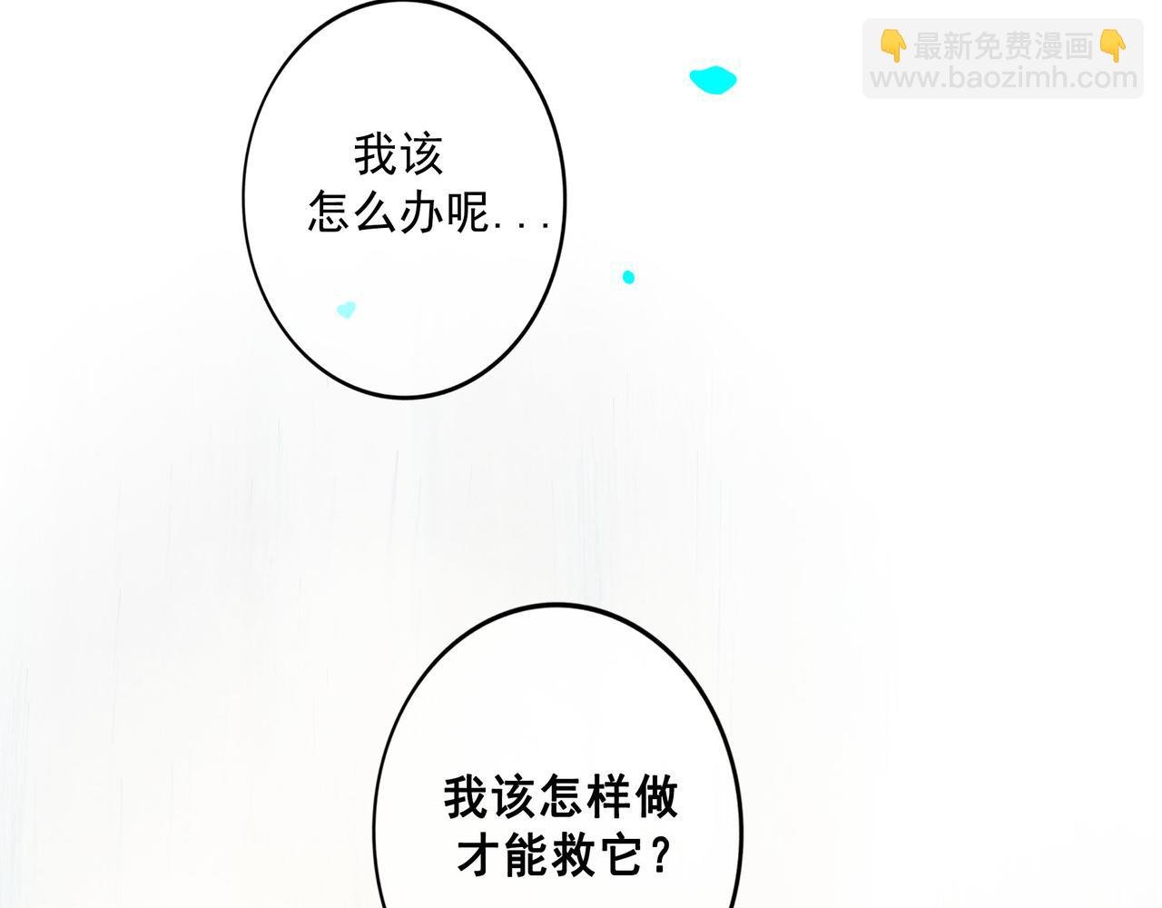 81.星星花