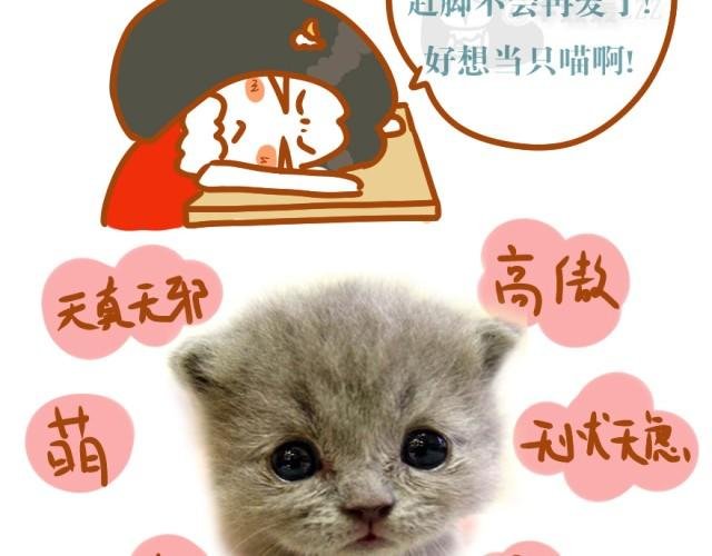 第2话 当猫是需要勇气的