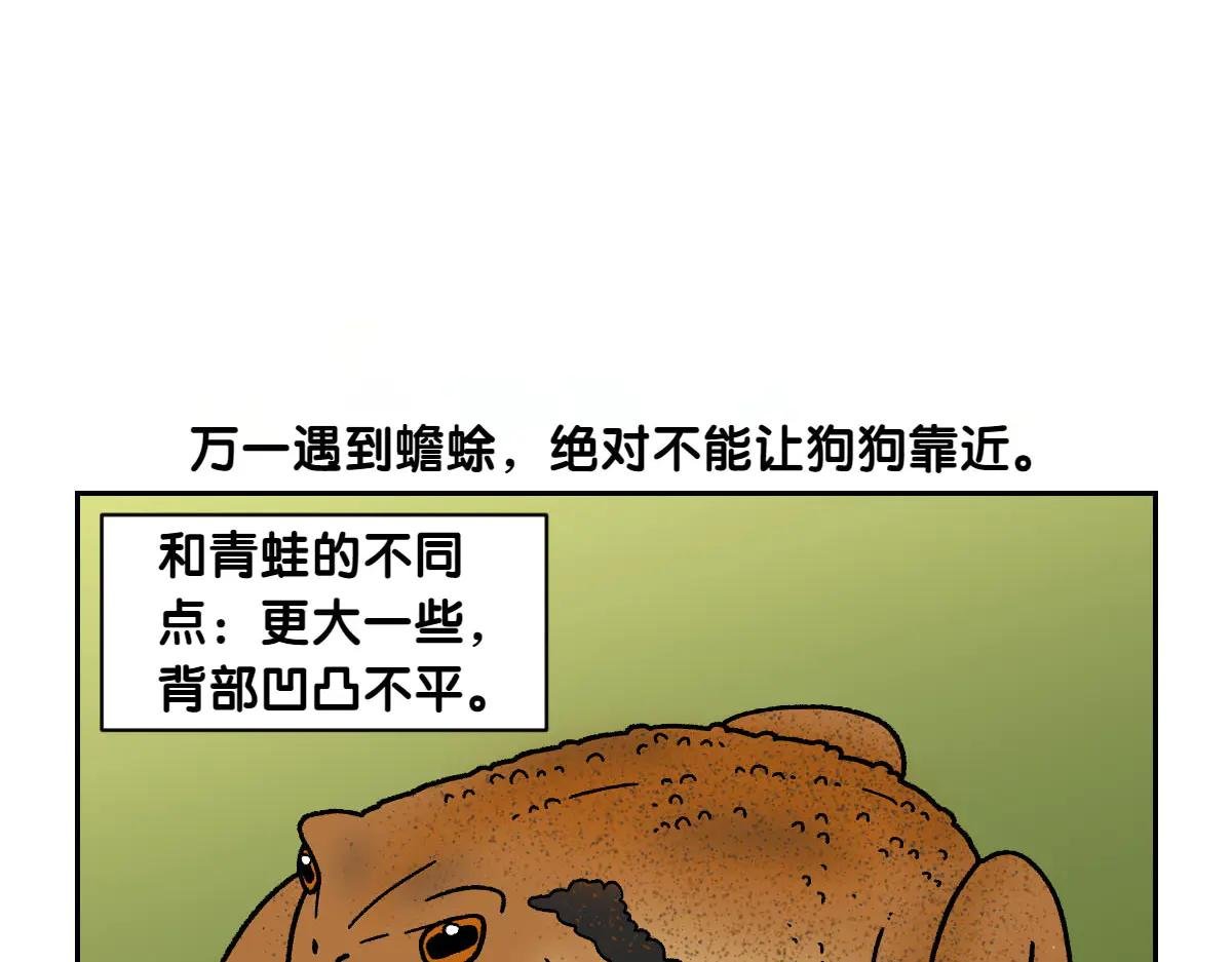 第25话 意想不到的动物朋友们