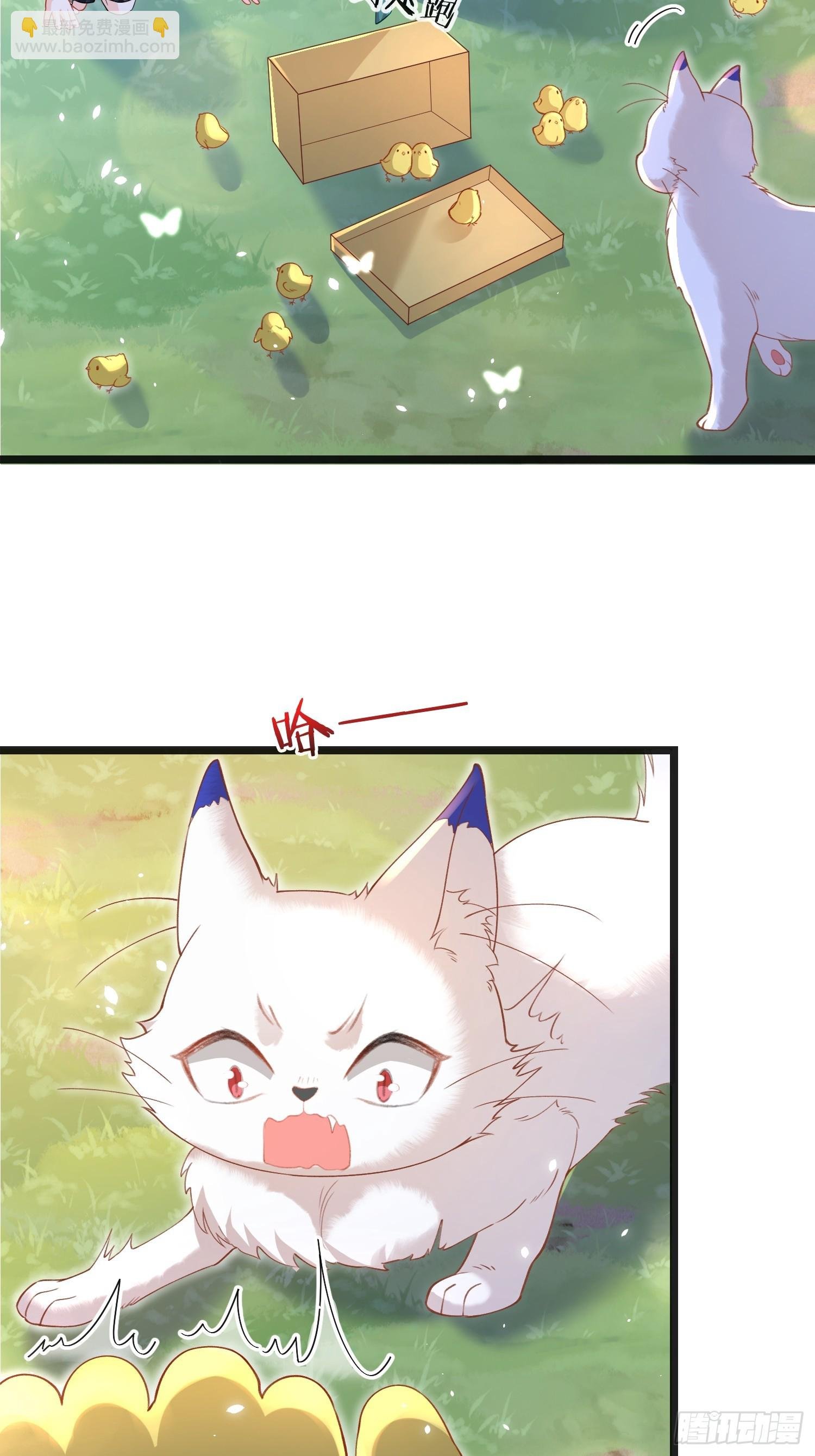 09 猫的梦境