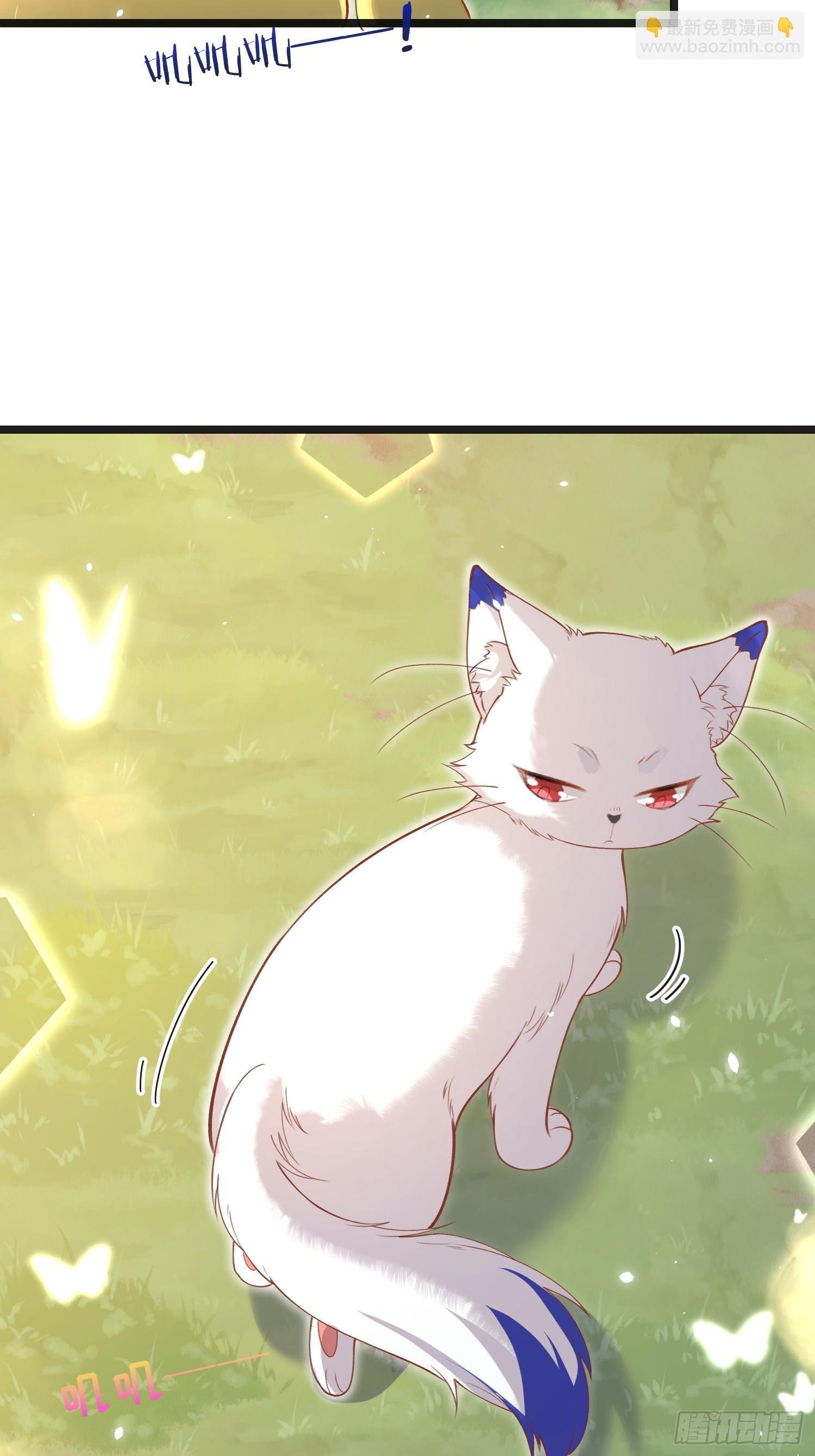 09 猫的梦境