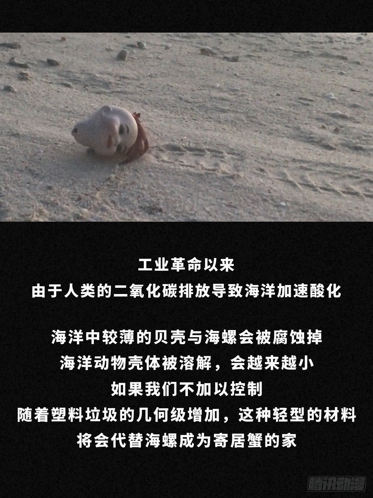 寄居蟹