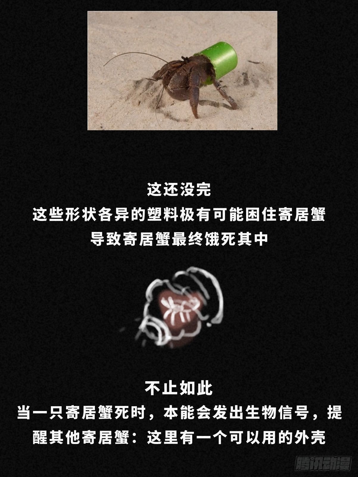 寄居蟹