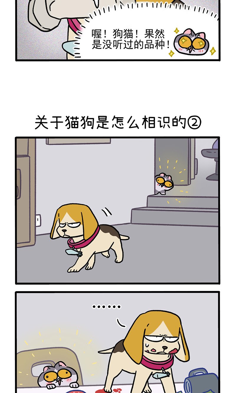 第128话1 关于猫狗是怎么相识的