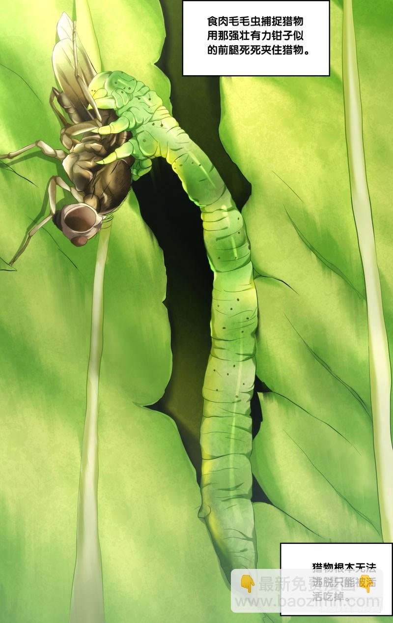 138.食肉毛毛虫