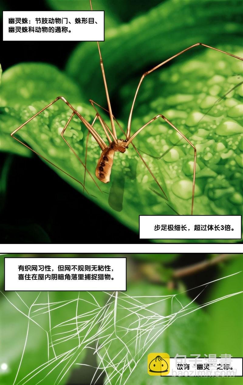 145.幽灵蛛