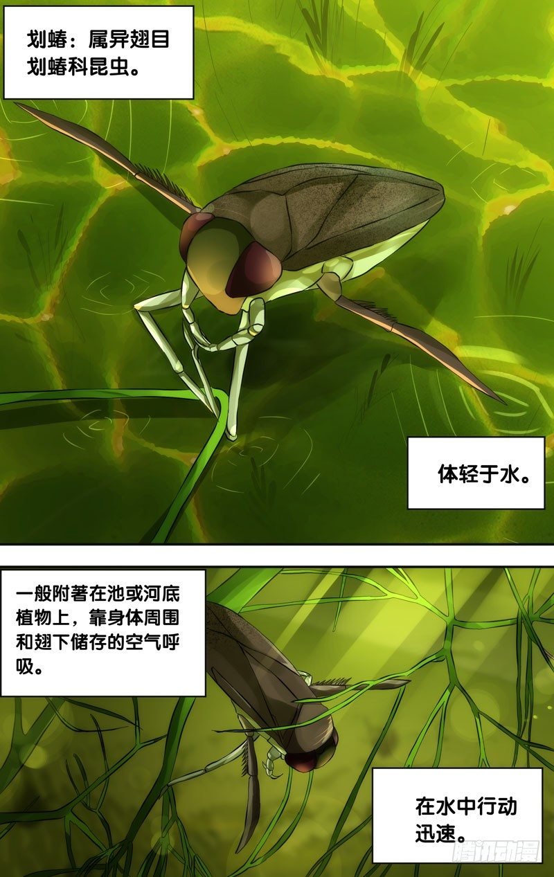 30.划蝽