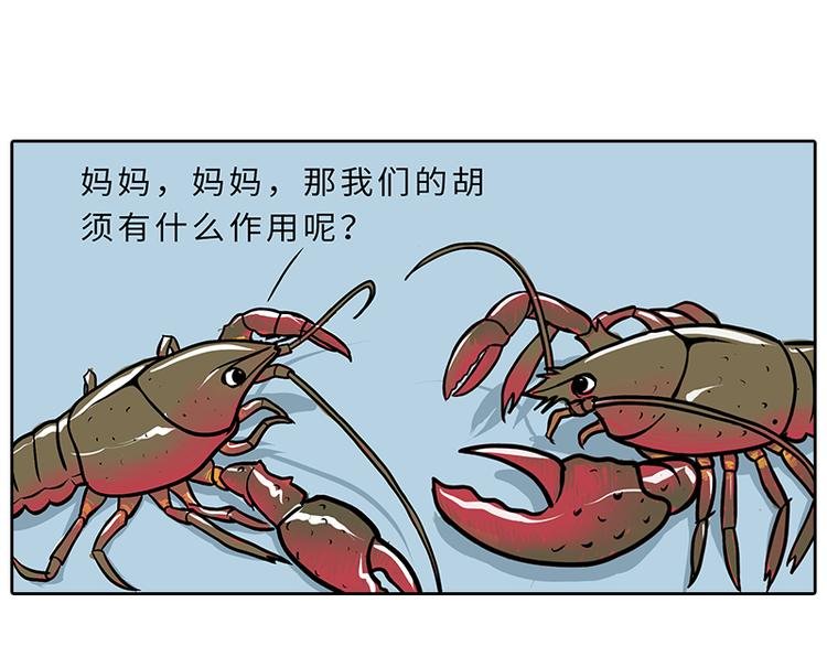 小龙虾（1）