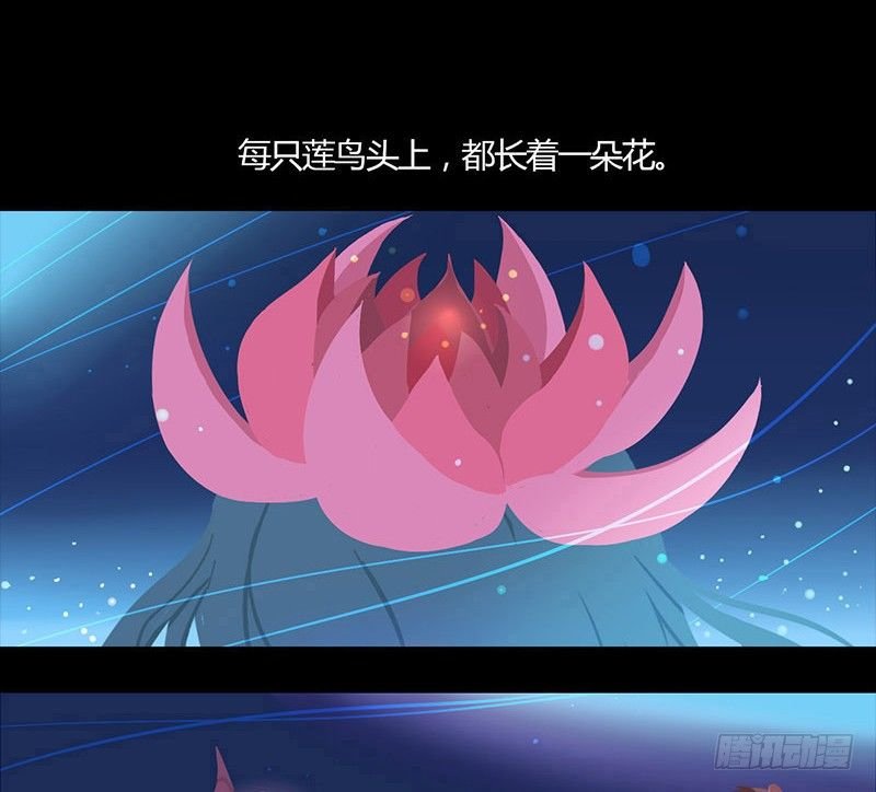 睡莲