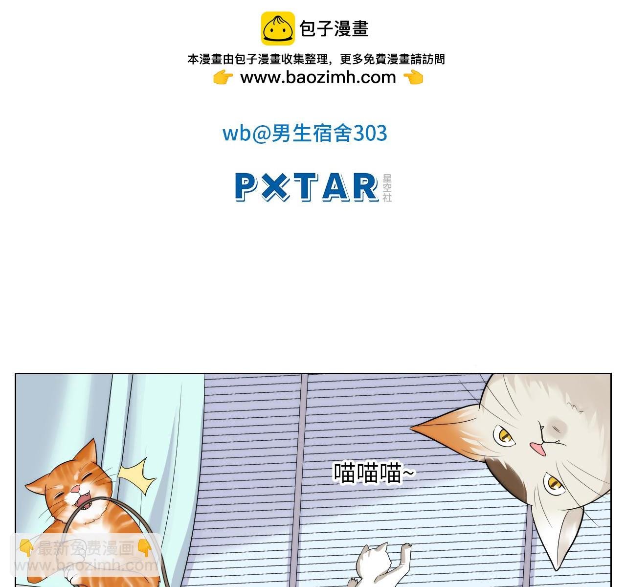 小猫咪们的小护士
