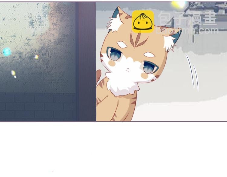 番外 无夜城的一只猫