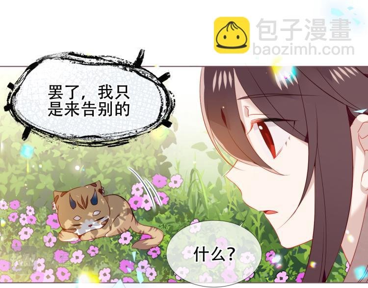 番外 无夜城的一只猫