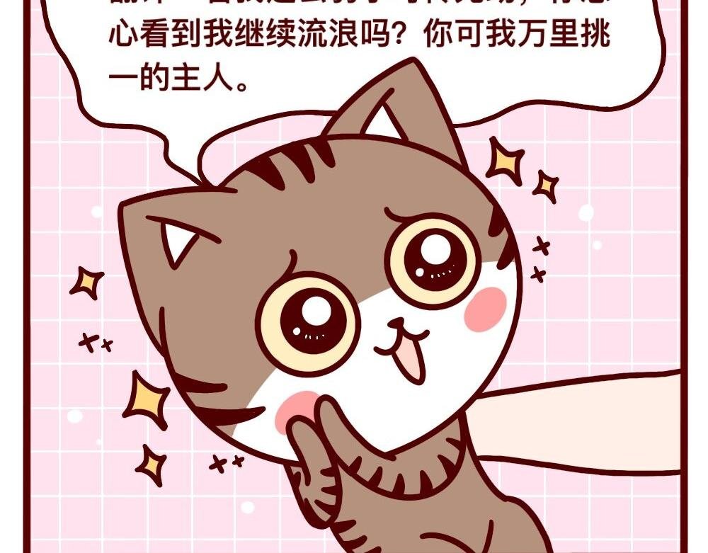 猫的性格随主人