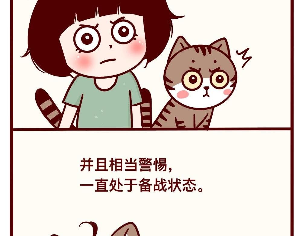 猫的性格随主人