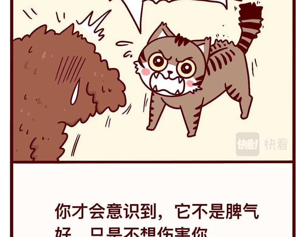 猫的性格随主人