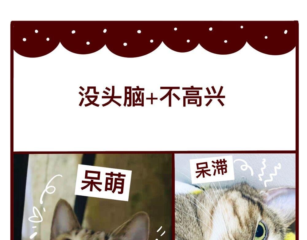 猫的性格随主人