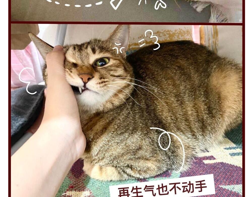 猫的性格随主人