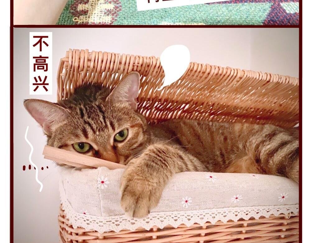 猫的性格随主人