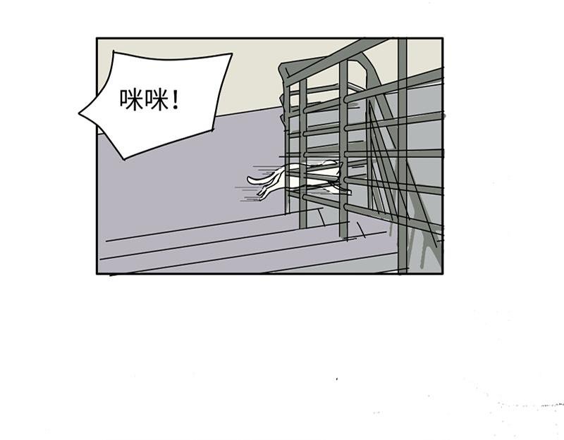 到嘴的猫跑了