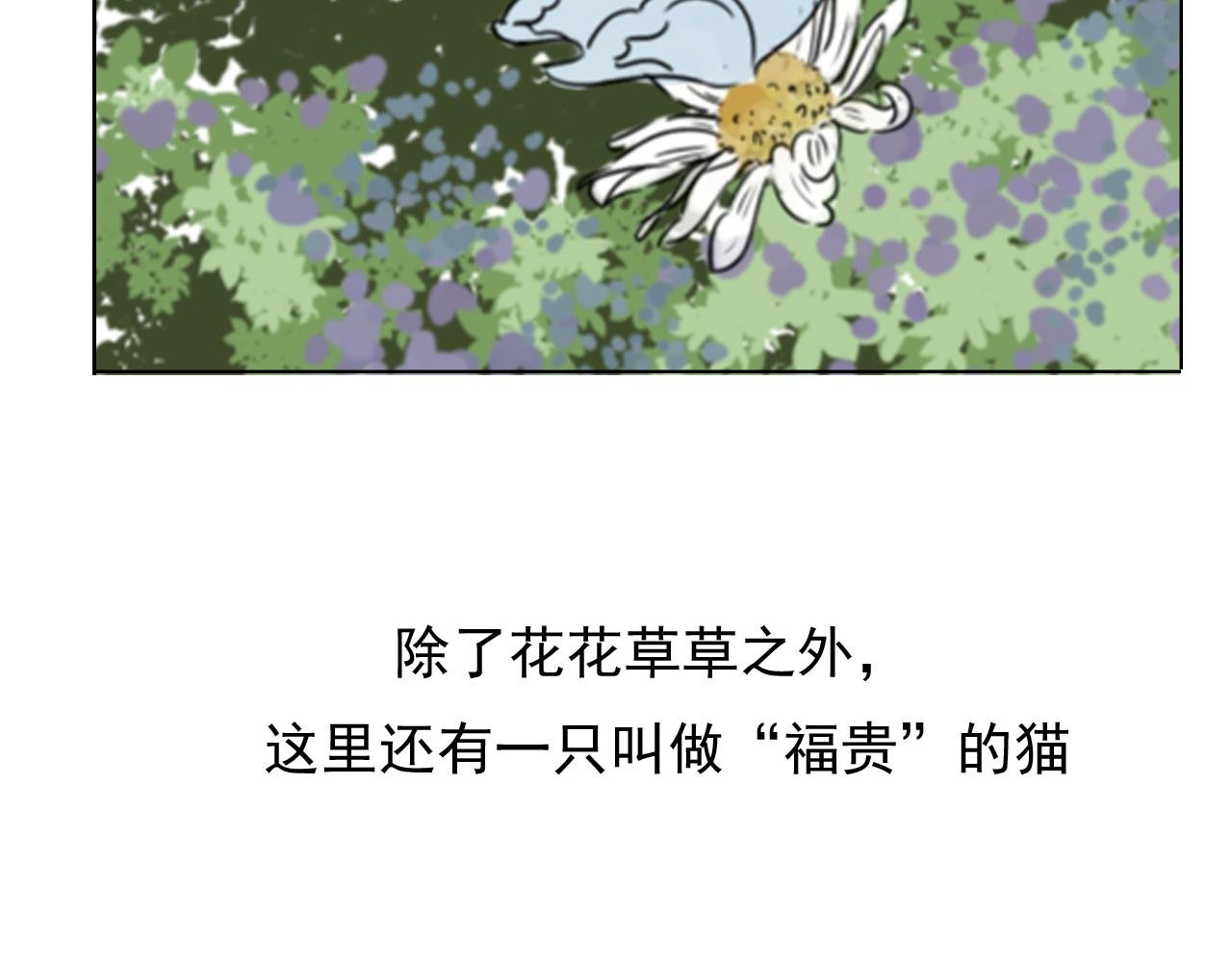 送你一朵小雏菊