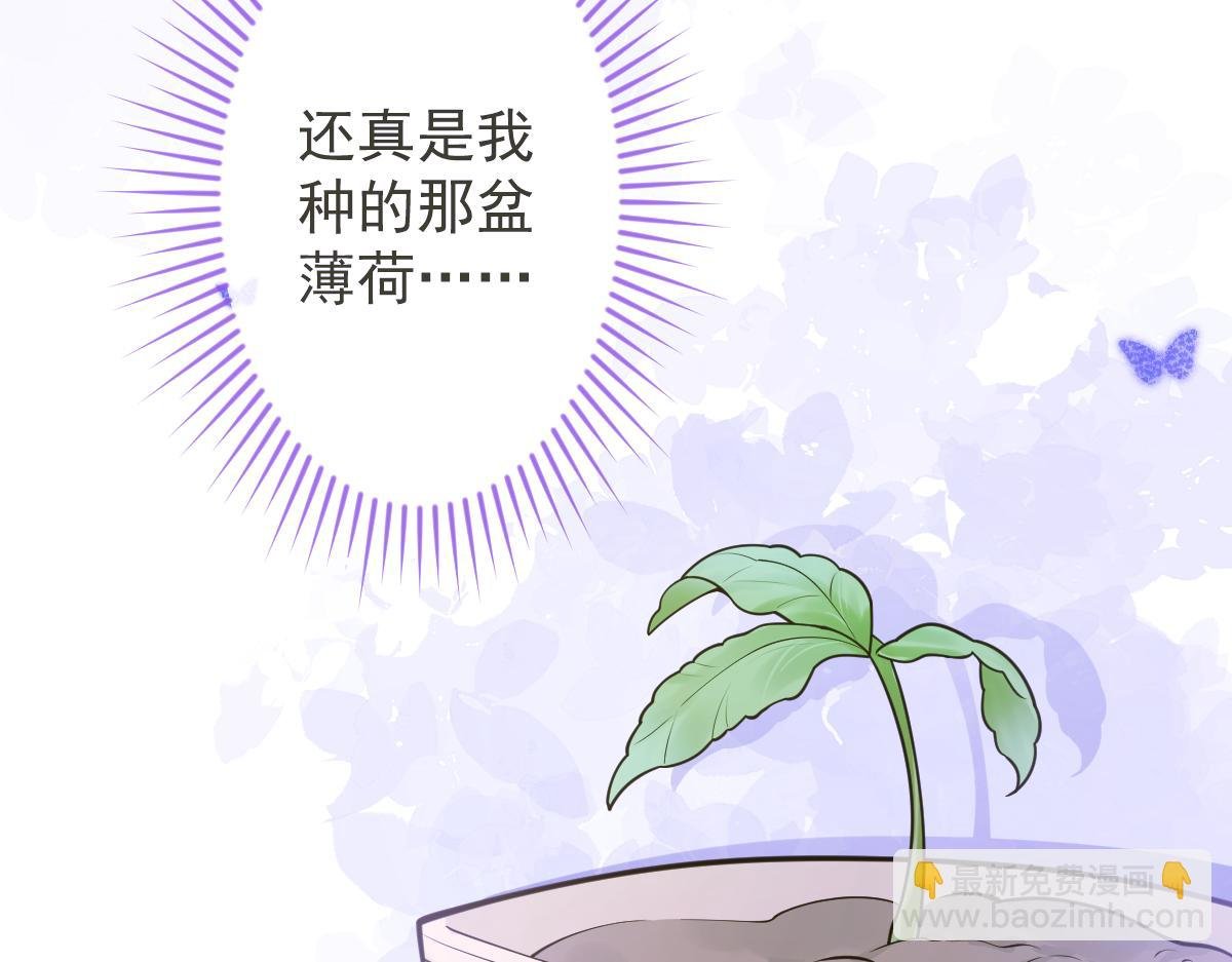 12-花孔雀。
