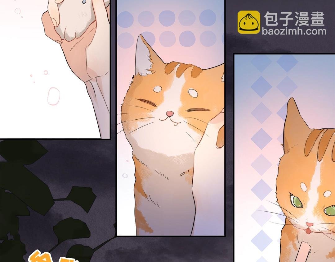 第10期小猫咪日记