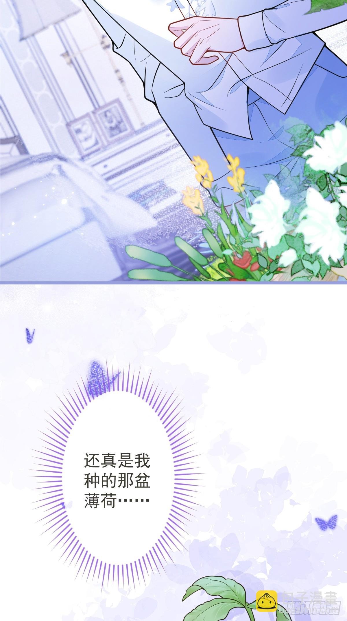 12-花孔雀。