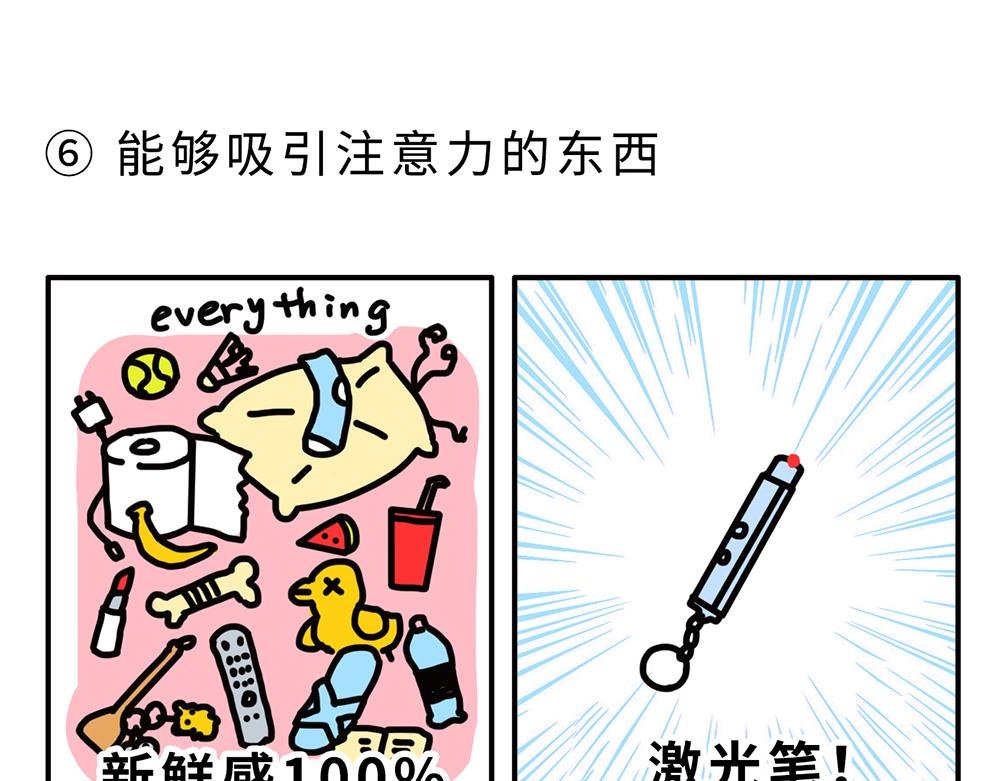 狗狗还是猫咪？选一个吧！