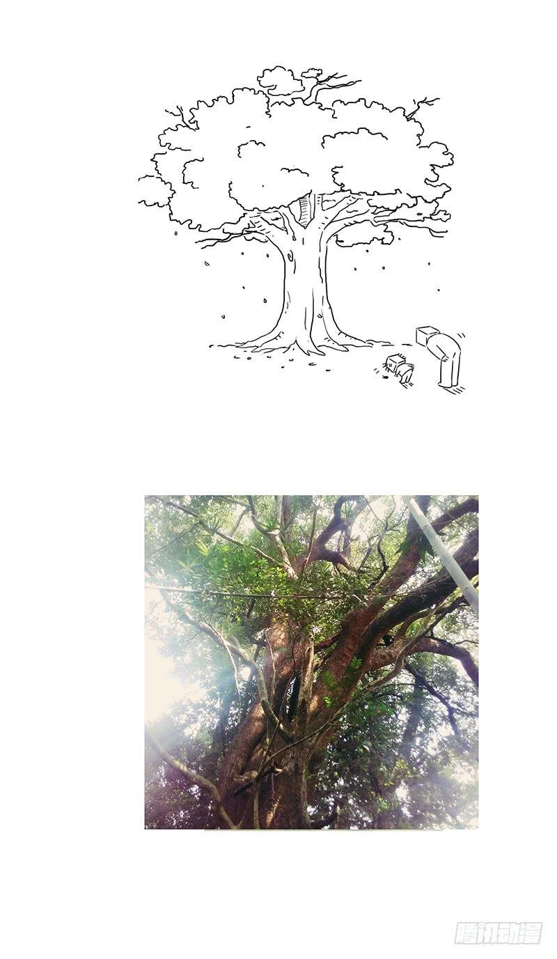 家乡的大树