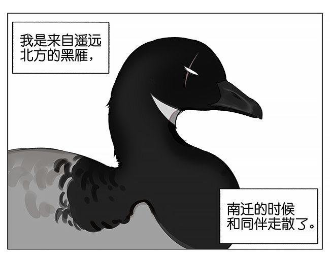 南方的鸟和北方的鸟