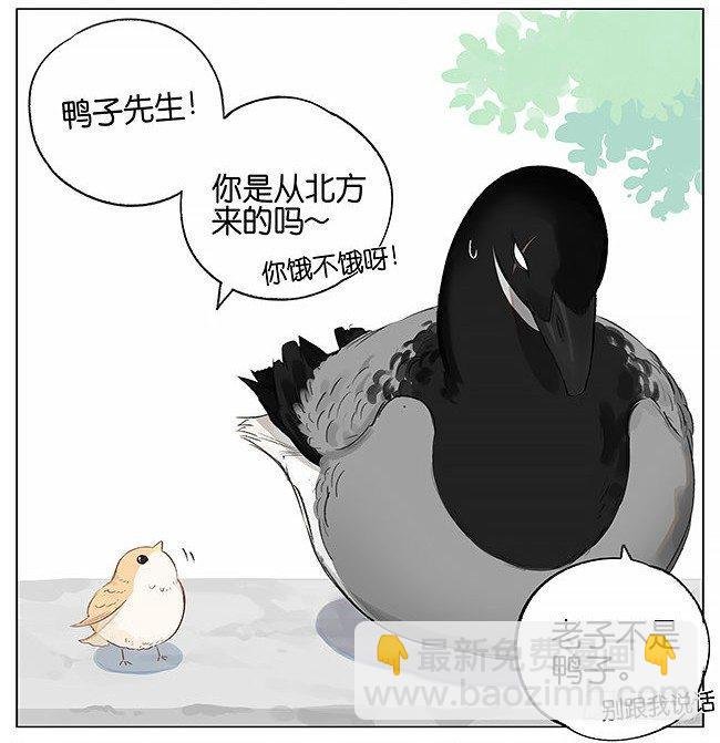 南方的鸟和北方的鸟