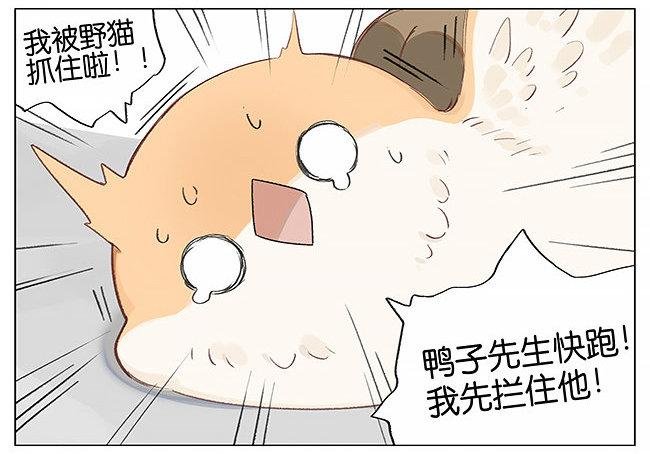 南方的鸟和北方的鸟