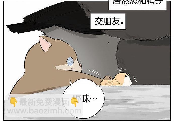 可爱的猫咪。