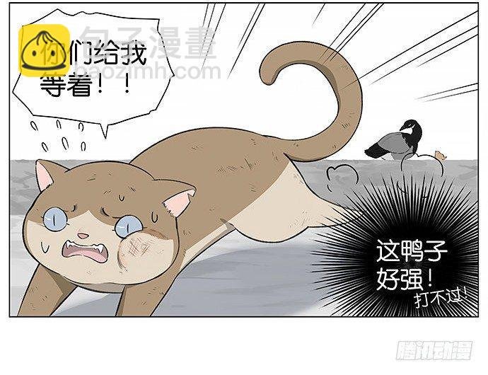 可爱的猫咪。