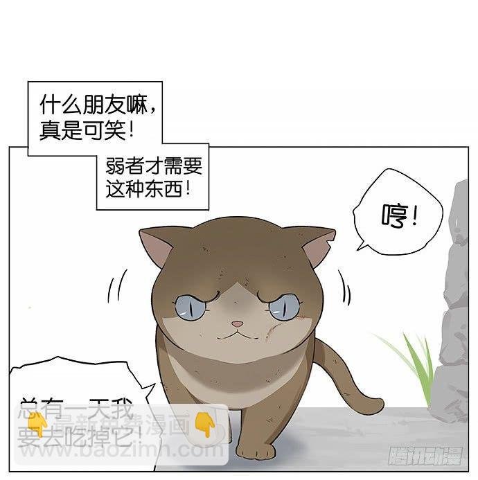 可爱的猫咪。