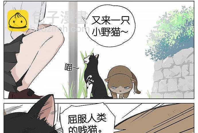 可爱的猫咪。