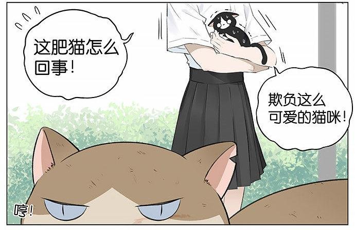 可爱的猫咪。